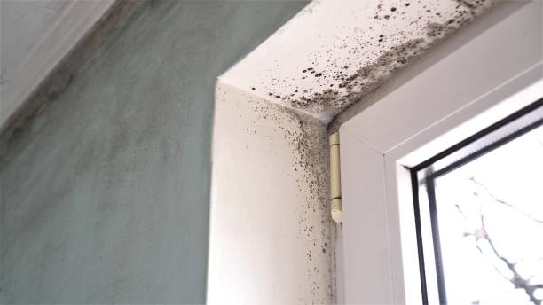 Best Home Mold Removal  in Rock Springs, NM