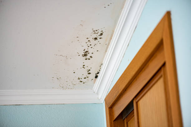 Best Emergency Mold Removal  in Rock Springs, NM