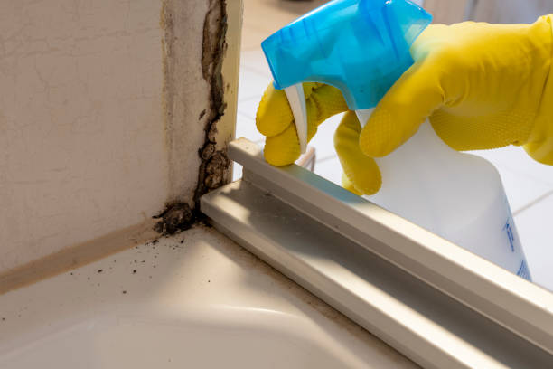 Best Mold Removal Near Me  in Rock Springs, NM