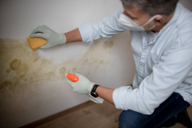 Best Toxic Mold Removal  in Rock Springs, NM