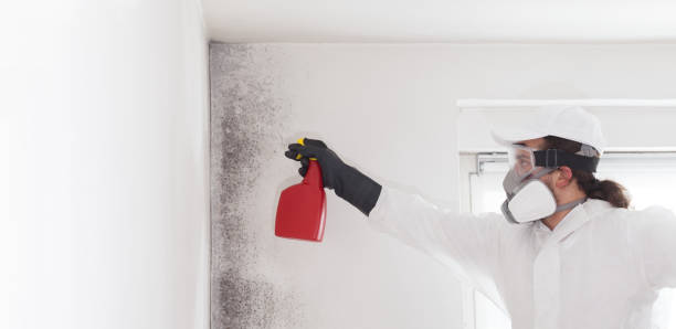 Best Certified Mold Removal  in Rock Springs, NM
