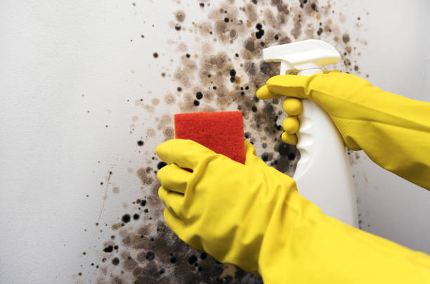Best Crawl Space Mold Removal  in Rock Springs, NM