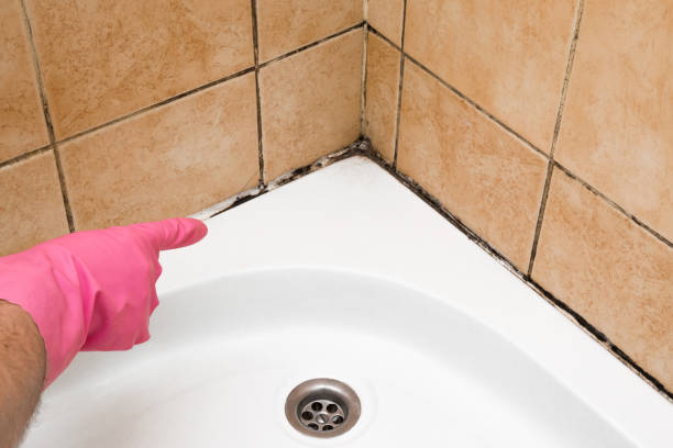 Best Affordable Mold Removal  in Rock Springs, NM