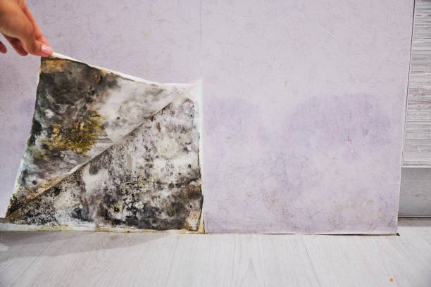 Best Certified Mold Removal  in Rock Springs, NM